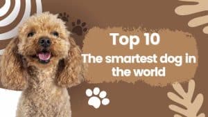 10 อันดับน้องหมาฉลาดที่สุด