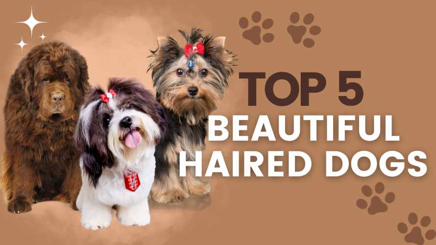 top 5 beautiful haired dogs